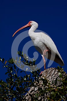 White Ibis (Eudocimus albus)