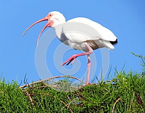 White Ibis (Eudocimus albus)