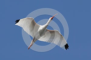 White Ibis (Eudocimus albus) photo