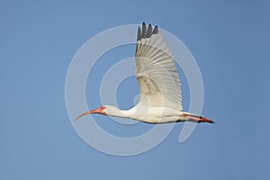 White Ibis (Eudocimus albus)