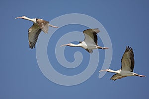 White Ibis (Eudocimus albus)