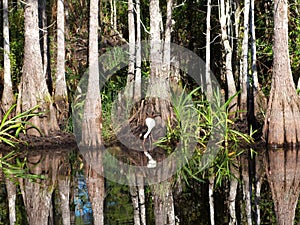 White Ibis Eudocimus albus feeding in a Florida wetlands preserve
