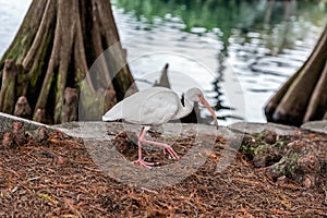 White Ibis Eudocimus albus, Lake Eola Park, Downtown Orlando, Florida