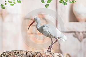 White Ibis Eudocimus albus portrait at Orlando Florida photo