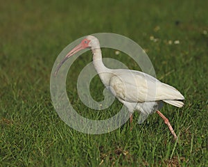 White ibis, Eudocimus albus photo
