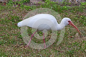 White ibis Eudocimus albus in Robinson Preserve, Florida