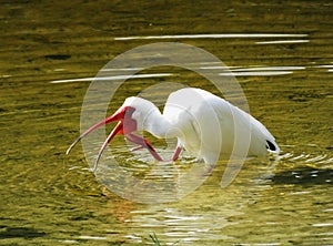 White Ibis Eudocimus albus