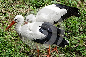 White Ibis