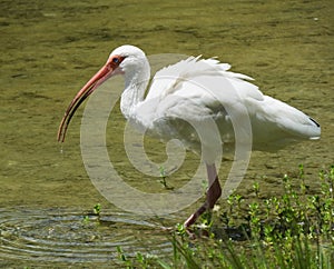 White Ibis (Eudocimus albus)