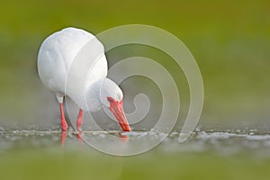 White Ibis, Eudocimus albus, white bird with red bill in the water, feeding food in the lake, Florida, USA. Wildlife scene with