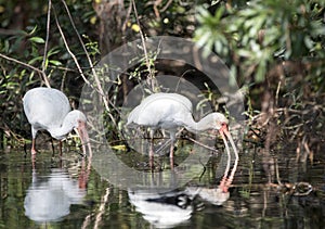 White Ibis feeding in Greenfield Lake Park, Wilmington NC