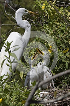 White ibis feeding its young