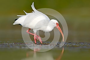 White ibis feeding. White Ibis, Eudocimus albus, white bird with red bill in the water, feeding food in the lake, Florida, USA. W photo