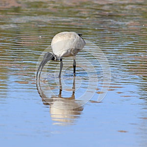 White ibis fishing