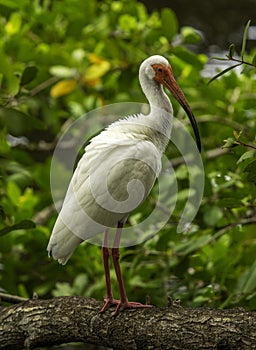 White Ibis in Florida Swamp
