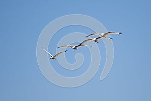 White Ibis Flying Formation