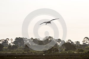 White Ibis Flying, Merritt Island National Wildlife Refuge, Florida