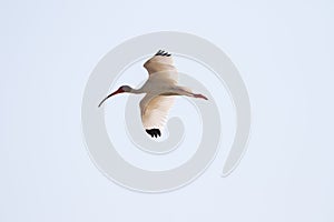 White Ibis Flying, Merritt Island National Wildlife Refuge, Florida