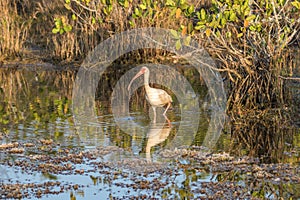 White Ibis Foraging, Merritt Island National Wildlife Refuge, Fl