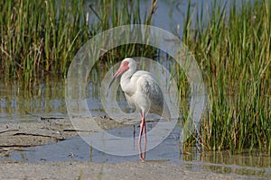 White Ibis in Fort De Soto State Park, Florida.