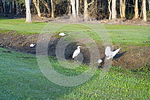 White ibis fossicking about for food near a drain in early morning light