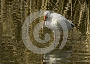 White Ibis on Golden Pond