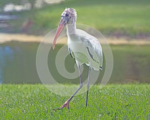 White Ibis on grass with water in background