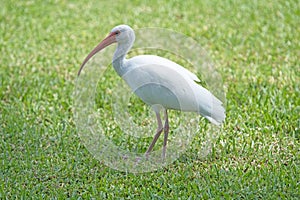 White Ibis on green grass