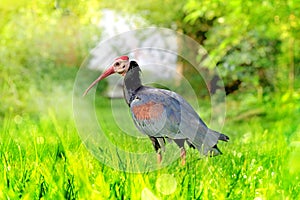White Ibis on ground