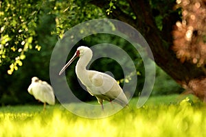 White Ibis on ground