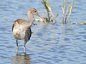 White Ibis