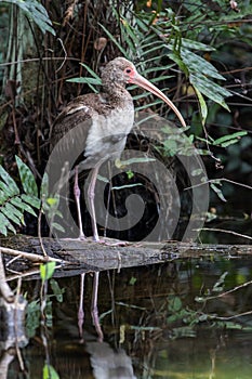 White Ibis, Juvenile, Reflecting in a Pond, Big Cypress National