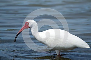 White Ibis on Lagoon (Eudocimus albus)