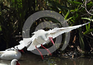 White ibis landing in a pool in Florida.