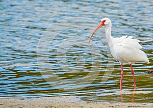 White Ibis at the Lemon Bay Aquatic Reserve in Cedar Point Environmental Park, Sarasota County Florida photo