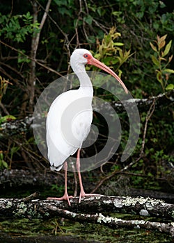 White ibis looking to the right perched on a branch