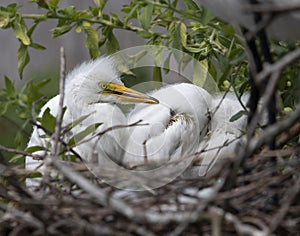 White ibis in nest