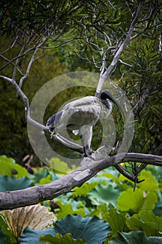 White ibis over the branch of a treen in Sydney