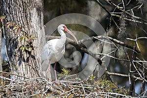 White Ibis perched in a cypress tree in Greenfield Lake Park, Wilmington NC