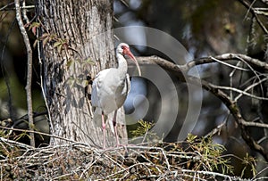 White Ibis perched in a cypress tree in Greenfield Lake Park, Wilmington NC