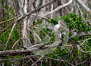White Ibis Perched on Fallen Tree
