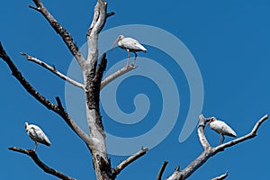 White ibis perched in a leaning dead tree.