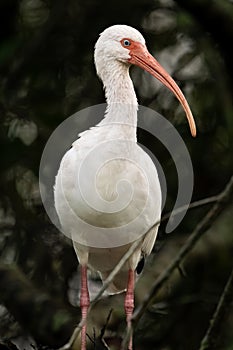 White Ibis Perched in a Marsh