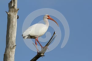 White Ibis Perched in a Tree