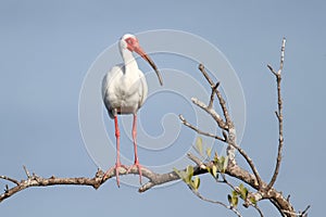 White Ibis Perched in a Tree