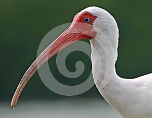 White ibis portrait