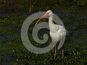 White Ibis