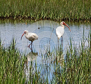 White Ibis in the salt marsh