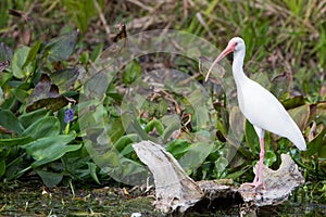 White Ibis