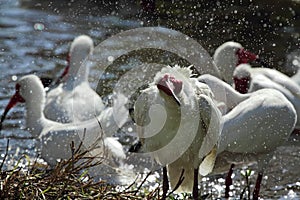 White ibis shaking off in a pool in Florida.